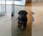 Small Photo #26 German Shepherd Dog Puppy For Sale in CARROLLTON, GA, USA
