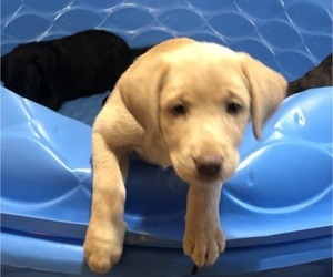 Labrador Retriever Puppy for sale in FLATGAP, KY, USA