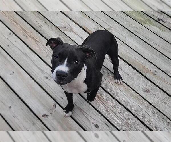 Medium Photo #5 American Pit Bull Terrier Puppy For Sale in Murfreesboro, NC, USA
