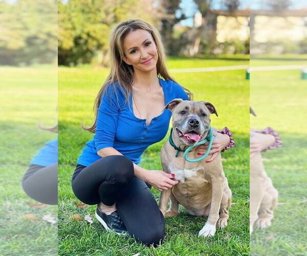 Medium Photo #2 Akita-Unknown Mix Puppy For Sale in W Hollywood, CA, USA