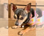 Small Chihuahua