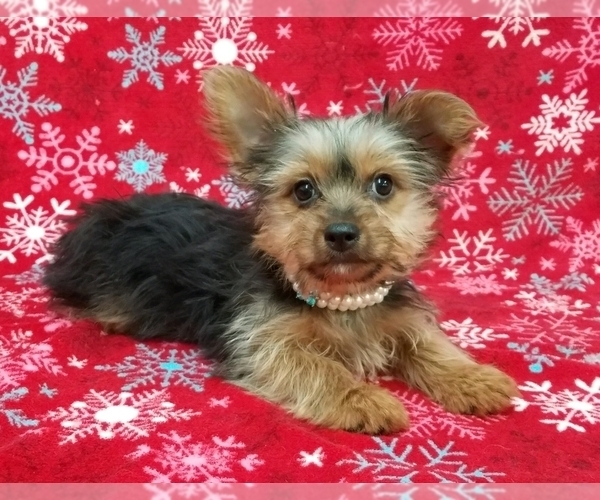 Medium Photo #1 Morkie Puppy For Sale in COSHOCTON, OH, USA