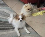 Small #2 Pomeranian