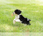 Small #5 Cocker Spaniel