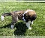 Small Photo #4 Bernese Mountain Dog-Saint Bernard Mix Puppy For Sale in NAMPA, ID, USA