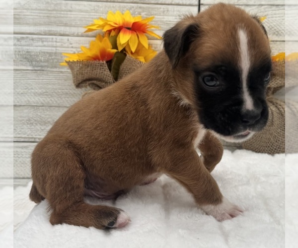 Medium Photo #11 Boxer Puppy For Sale in PAWNEE CITY, NE, USA
