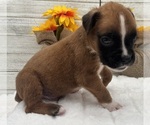 Small #10 Boxer