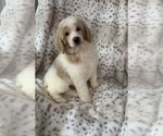 Small Photo #6 Poodle (Standard) Puppy For Sale in DUNN, NC, USA