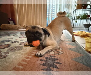 Lottie - Female Pug Dog for Adoption - Photo #3