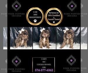 Cocker Spaniel Puppy for sale in WARSAW, IN, USA