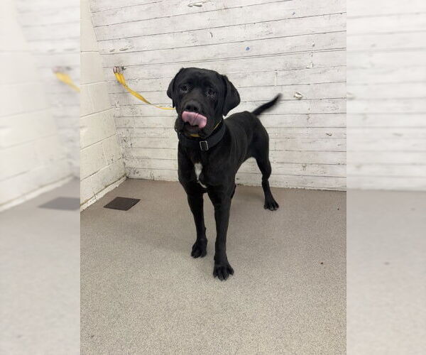 Medium Photo #1 Mastiff-Unknown Mix Puppy For Sale in San Bernardino, CA, USA