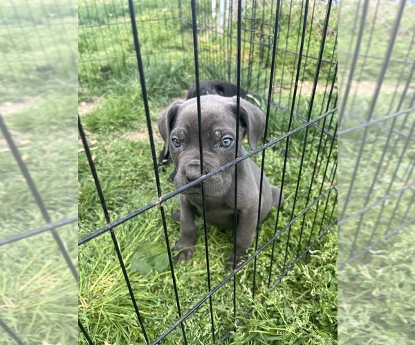 Medium Photo #1 Cane Corso Puppy For Sale in BALTIMORE, MD, USA