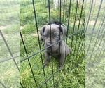 Small Cane Corso