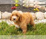 Small Photo #33 Golden Cavadoodle Puppy For Sale in MILLERSBURG, IN, USA