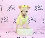 Small Photo #15 Chihuahua Puppy For Sale in LAS VEGAS, NV, USA