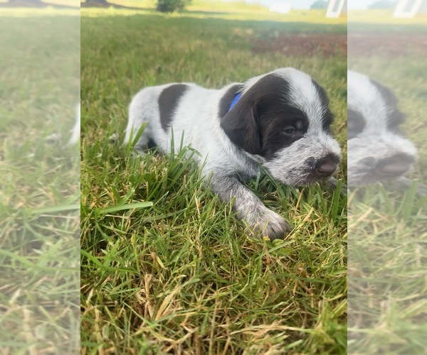 Medium Photo #1 German Wirehaired Pointer Puppy For Sale in ALBANY, OR, USA
