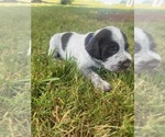 Puppy Blue Puppy German Wirehaired Pointer