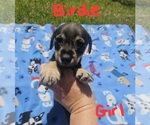 Small Photo #25 Chizer Puppy For Sale in MONTEZUMA, GA, USA