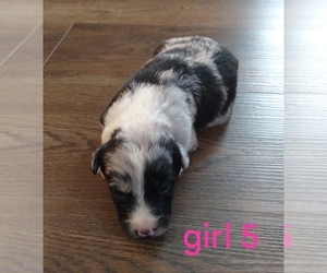 Border Collie Puppy for sale in WEST LIBERTY, KY, USA