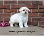 Small #1 Shih-Poo