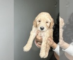Small Photo #14 Goldendoodle Puppy For Sale in BAKERSFIELD, CA, USA
