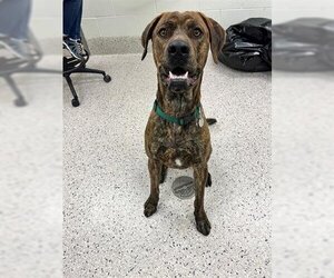 Daniff Dogs for adoption in Brighton, CO, USA
