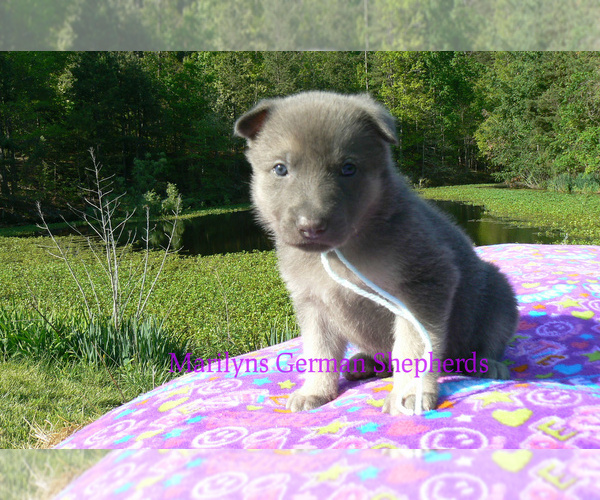 Medium Photo #5 German Shepherd Dog Puppy For Sale in PIEDMONT, MO, USA