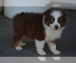 Small Photo #3 Miniature Australian Shepherd Puppy For Sale in STEPHENVILLE, TX, USA