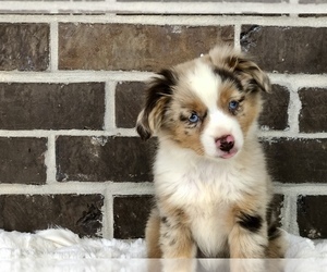 Miniature Australian Shepherd Puppy for sale in COLLEGE STA, TX, USA