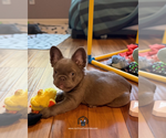 Small #3 French Bulldog