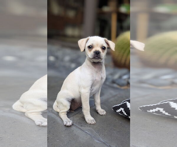 Medium Photo #3 Chihuahua Puppy For Sale in Menifee, CA, USA