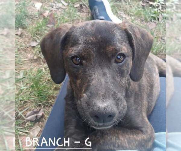 Medium Photo #2 Mutt Puppy For Sale in Hinton, WV, USA