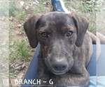Small Photo #2 Mutt Puppy For Sale in Hinton, WV, USA
