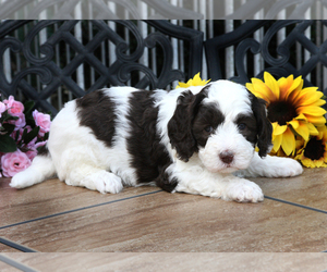 Australian Labradoodle Puppy for sale in ATHENS, GA, USA