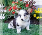 Small Photo #21 Pembroke Welsh Corgi Puppy For Sale in PARADISE, PA, USA