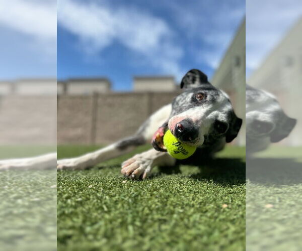 Medium Photo #9 Catahoula Leopard Dog-Pointer Mix Puppy For Sale in Salt Lake City, UT, USA