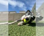 Small #8 Catahoula Leopard Dog-Pointer Mix