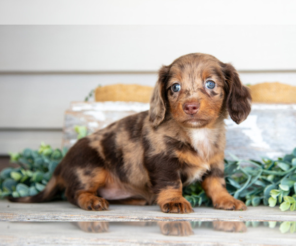 Medium Photo #3 Dachshund Puppy For Sale in NAPPANEE, IN, USA