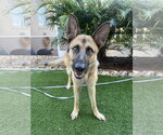 Small #7 German Shepherd Dog