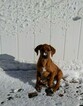 Small Photo #1 Rhodesian Ridgeback Puppy For Sale in GREENLEAF, ID, USA