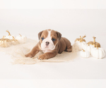 Small Photo #1 Bulldog Puppy For Sale in MURRIETA, CA, USA