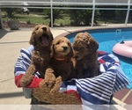 Small Photo #4 Goldendoodle Puppy For Sale in MILTON, FL, USA