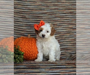 Maltipoo Puppy for sale in NEW PROVIDENCE, PA, USA