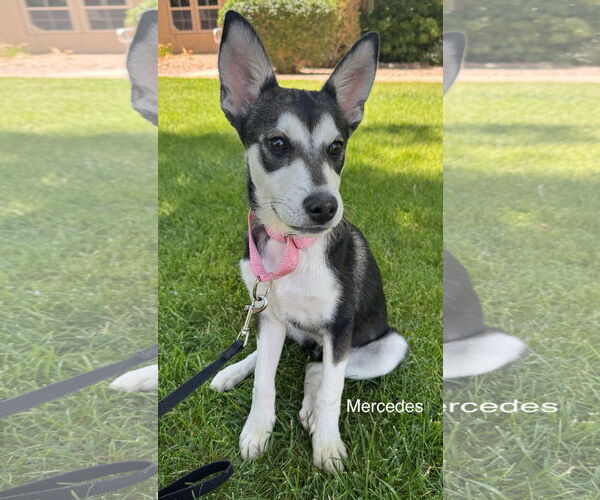 Medium Photo #2 Siberian Husky-Unknown Mix Puppy For Sale in Cedar Crest, NM, USA