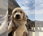 Small Photo #4 Golden Retriever Puppy For Sale in DINUBA, CA, USA