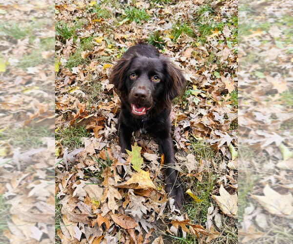 Medium Photo #6 Boykin Spaniel Puppy For Sale in Oak Bluffs, MA, USA