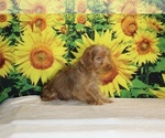 Colt - Male Yorkiepoo mix (+ Poodle Toy) Puppy for Sale - Photo #22