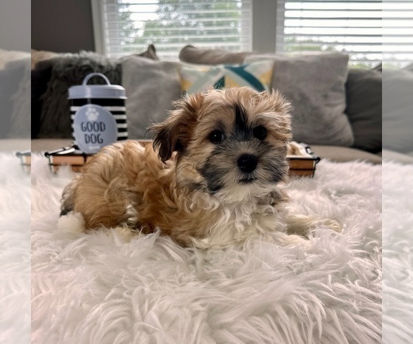 Medium Photo #2 Havanese Puppy For Sale in INDIANAPOLIS, IN, USA