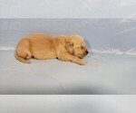 Small #4 Golden Retriever