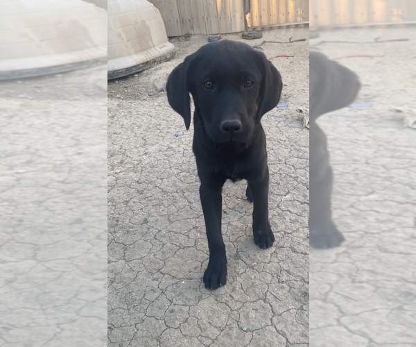 Medium Photo #1 Labrador Retriever Puppy For Sale in LOS BANOS, CA, USA